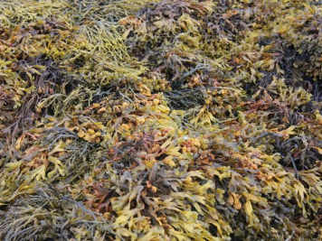 Discover Your Inner Mermaid And Knit With Seaweed Yarn